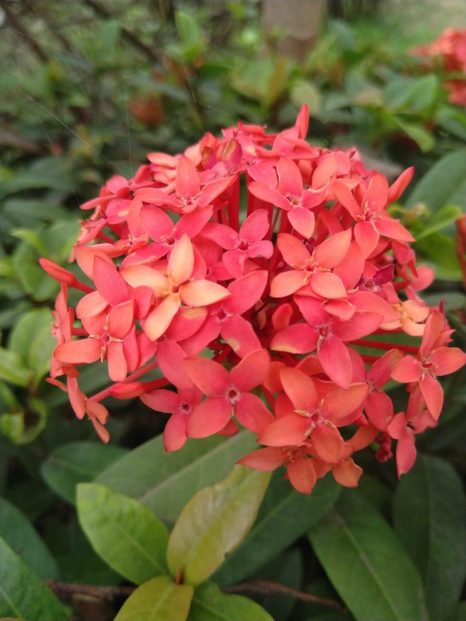 Chaiti Eco Homestay- Santiniketan Bolpur Εξωτερικό φωτογραφία