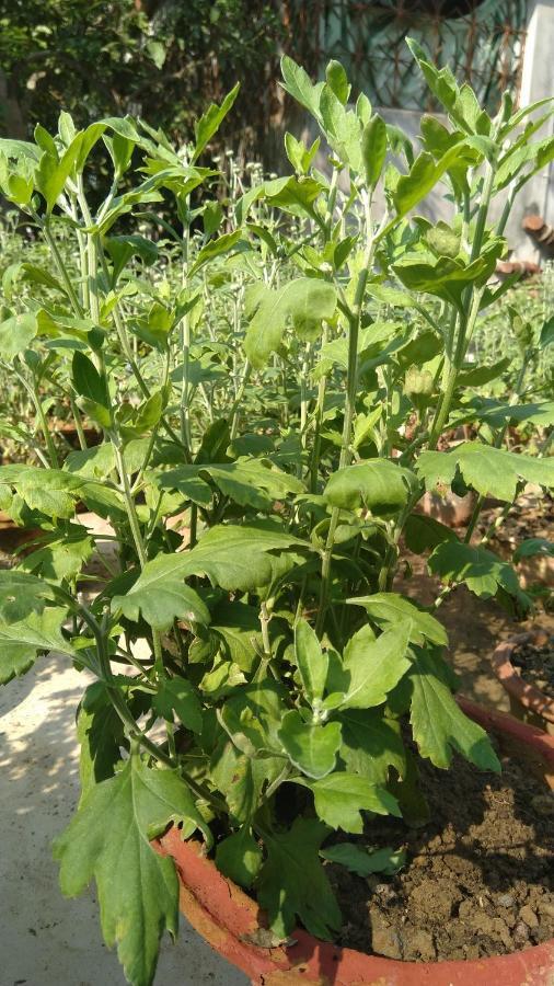 Chaiti Eco Homestay- Santiniketan Bolpur Εξωτερικό φωτογραφία
