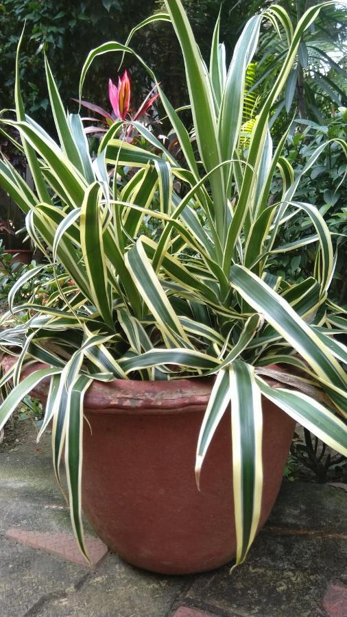 Chaiti Eco Homestay- Santiniketan Bolpur Εξωτερικό φωτογραφία