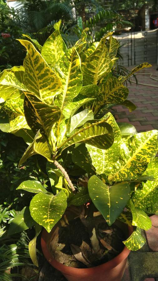 Chaiti Eco Homestay- Santiniketan Bolpur Εξωτερικό φωτογραφία